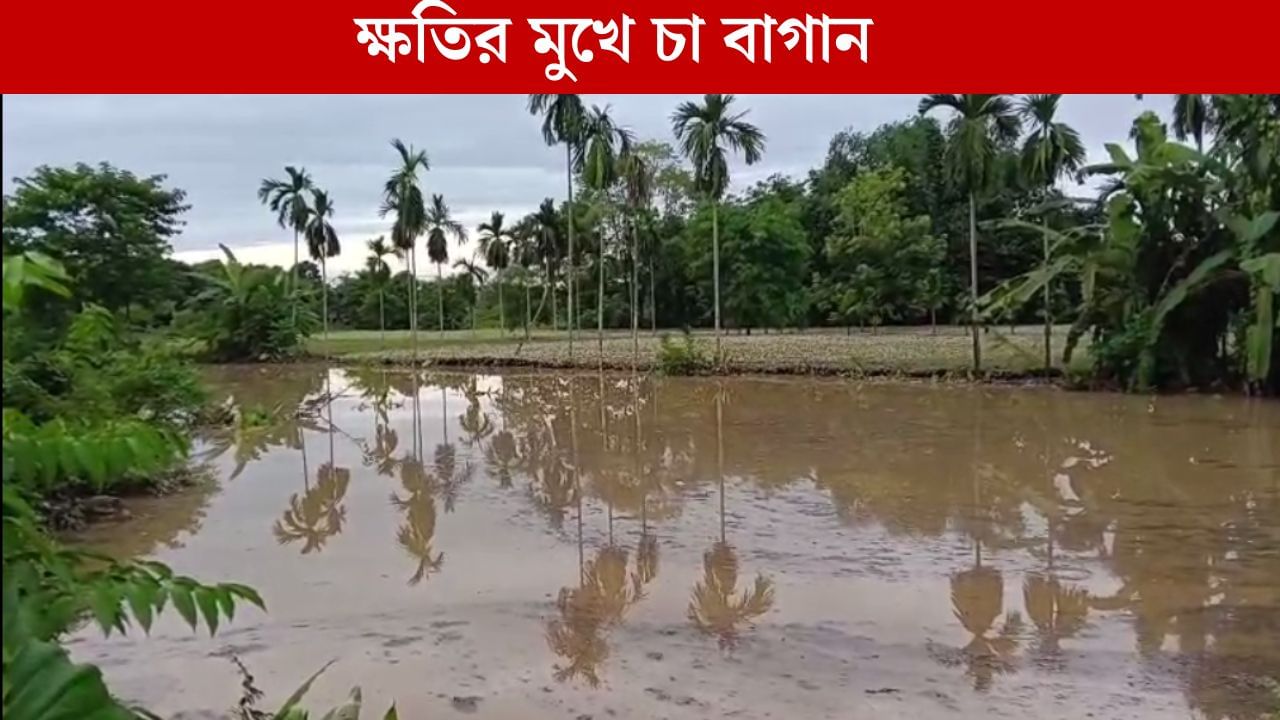 Tea Garden in jalpaiguri: ভয়াবহ বন্যা উত্তরবঙ্গে, ক্ষতির মুখে চা বাগান Tea Garden in jalpaiguri: ভয়াবহ বন্যা উত্তরবঙ্গে, ক্ষতির মুখে চা বাগান