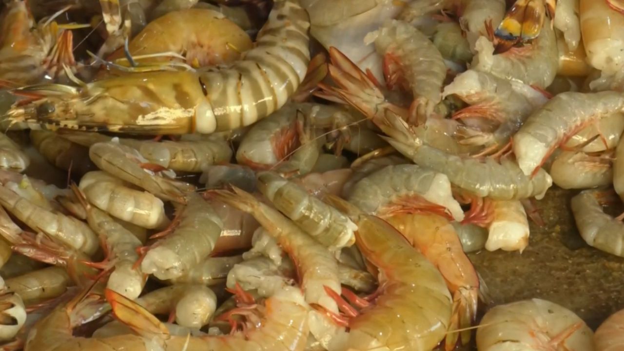 Pron Fish: বাংলার একাংশ চাষি বন্ধ করছেন চিংড়ি চাষ, কী হল হঠাৎ?