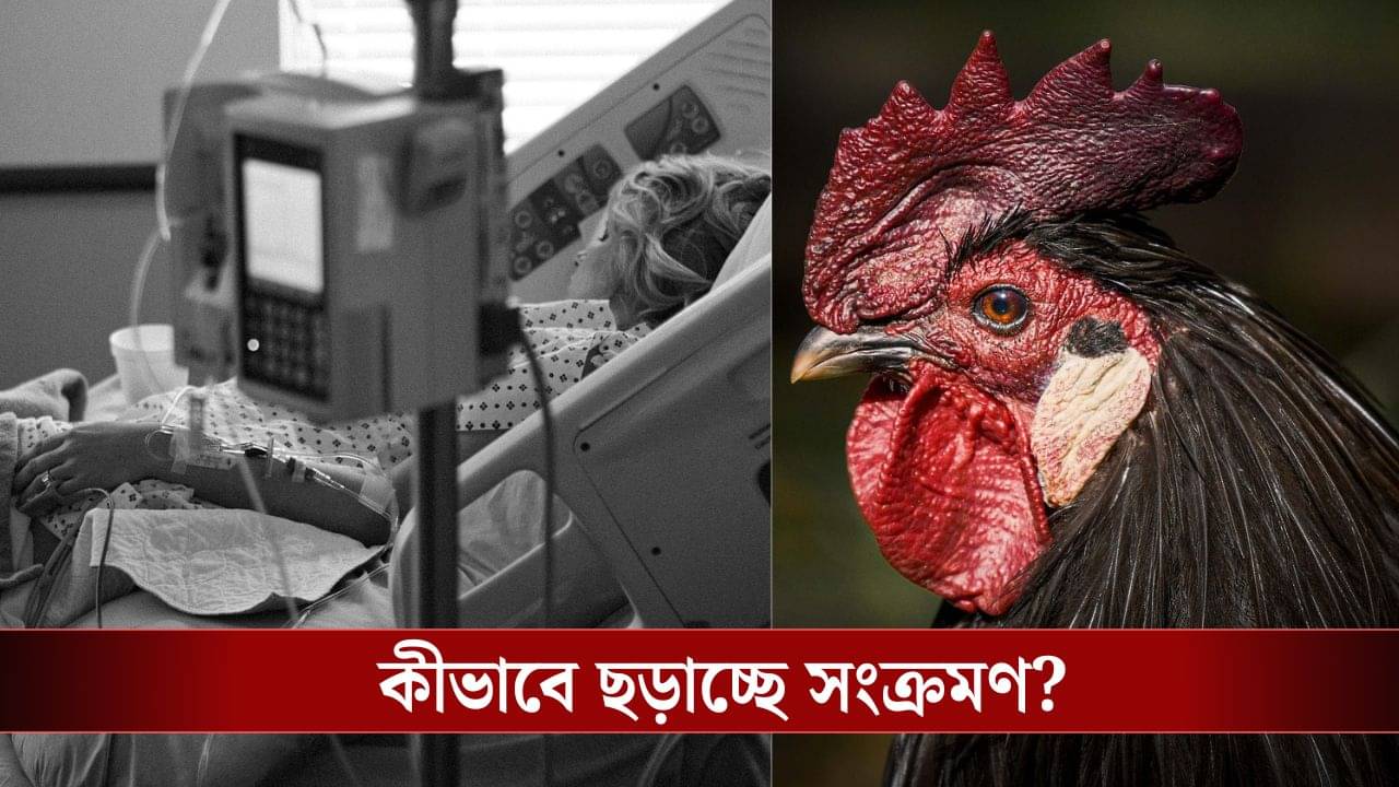 Bird Flu Virus: মানুষের দেহে ঢুকে পড়ল বার্ড ফ্লুয়ের ভাইরাস! আবার একটা মহামারি এল বলে?