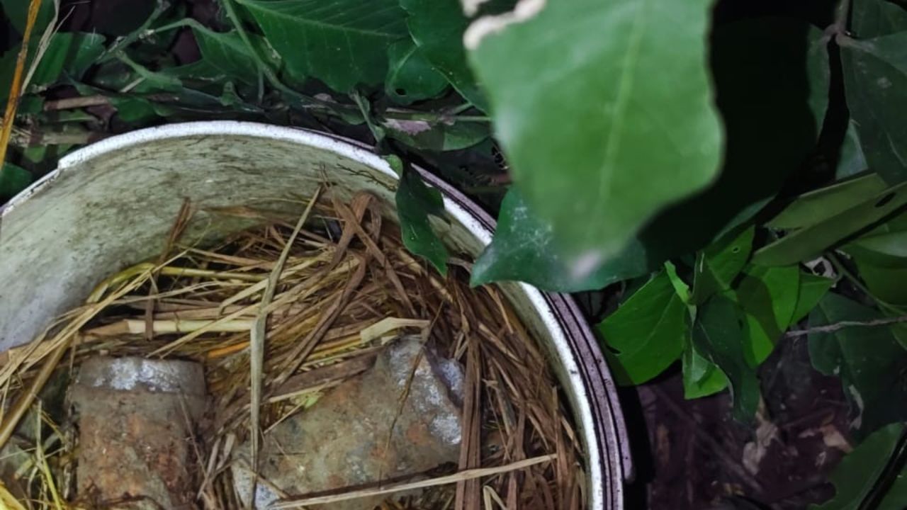 Bomb Recover murshidabad: মুর্শিদাবাদের জায়গা-জায়গা থেকে উদ্ধার হচ্ছে শুধুই বোমা, দেখুন ভিডিয়োয়... Bomb Recover murshidabad: মুর্শিদাবাদের জায়গা-জায়গা থেকে উদ্ধার হচ্ছে শুধুই বোমা, দেখুন ভিডিয়োয়...