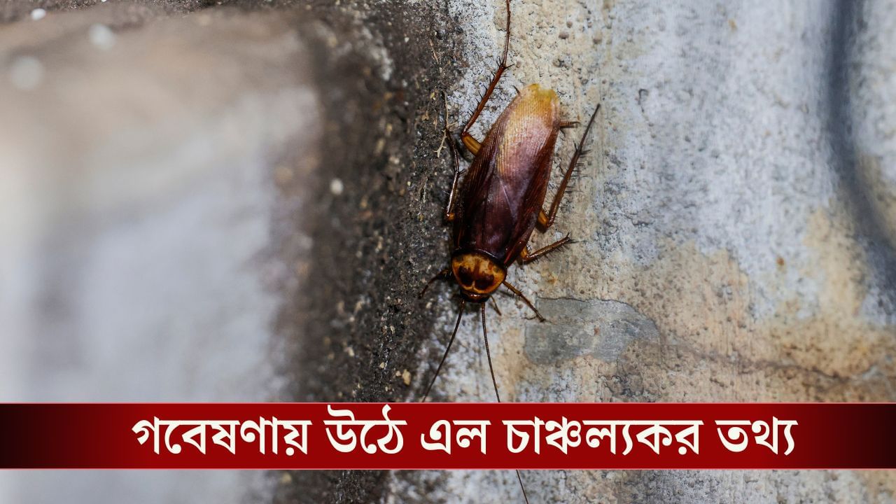 Cockroach: কখন ভেবেছেন আরশোলা বিলুপ্ত হয়ে গেলে কী হবে? যা তথ্য সামনে এল ধারণারও বাইরে