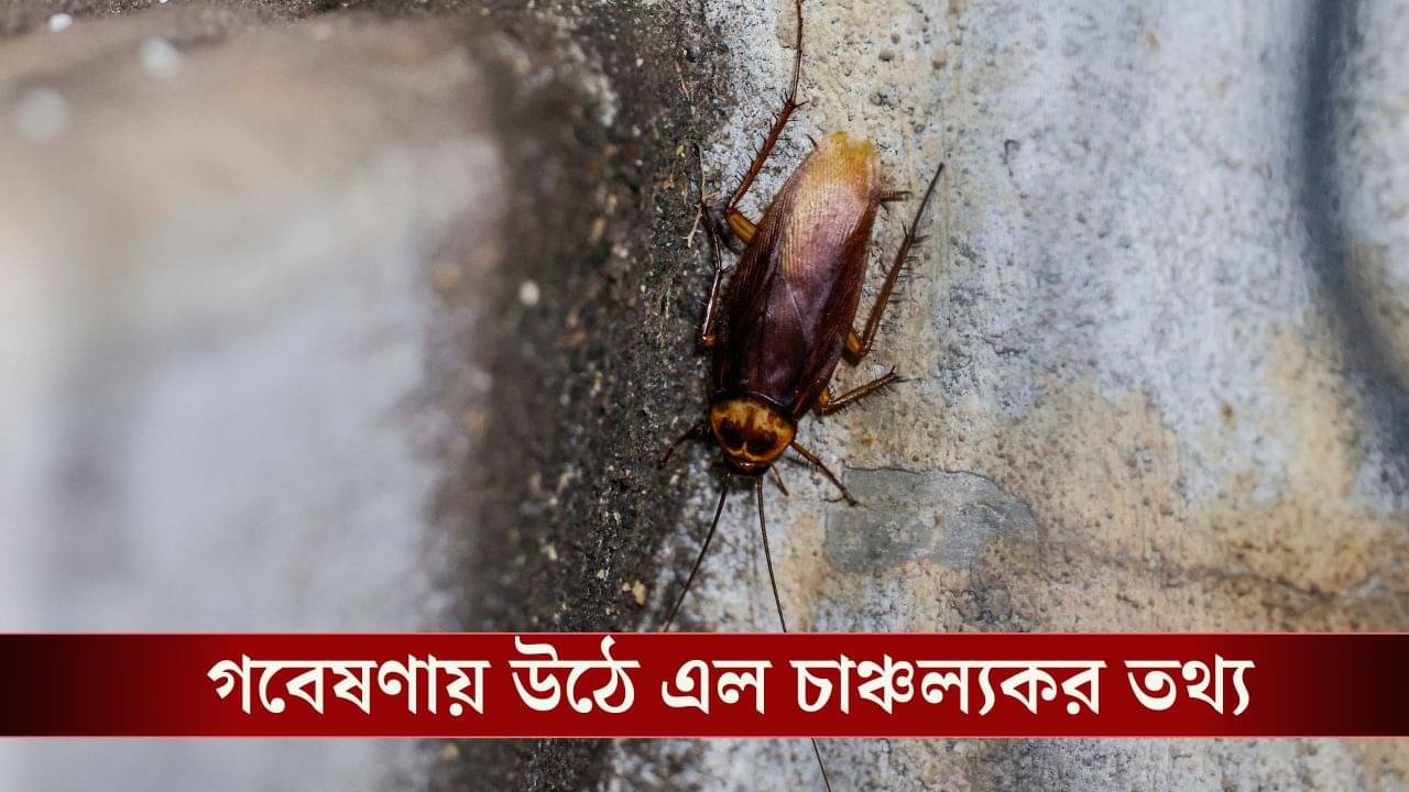 Cockroach: কখন ভেবেছেন আরশোলা বিলুপ্ত হয়ে গেলে কী হবে? যা তথ্য সামনে এল ধারণারও বাইরে