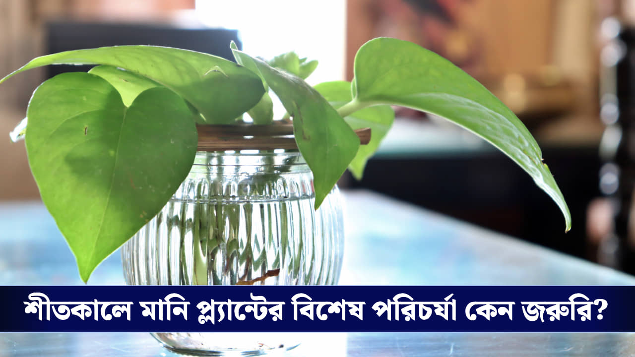 Money Plant: সাধের মানি প্ল্যান্টের অবস্থা আচমকা খারাপ, শীতকালে এই গাছের যত্ন কীভাবে নেবেন জানুন