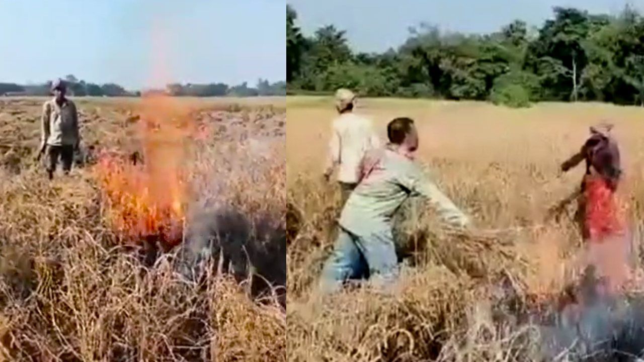Dhupguri: এক বুক হতাশায় নিজেরাই ধানের জমিতে আগুন দিলেন কৃষকরা, বন্যার জল মিলে গেল চোখের জলে