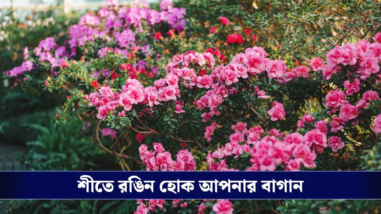 Gardening in Winter: ঠান্ডা হাওয়ায় ফুলের মেলা, শীতের বাগানে কোন গাছ রাখবেন জেনে নিন