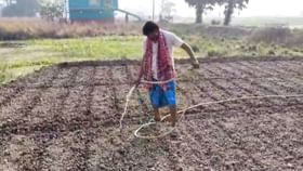 পরনে লুঙ্গি-গেঞ্জি পরে আলু চাষে ব্যস্ত BJP বিধায়ক, TMC বলল, 'নাটক'