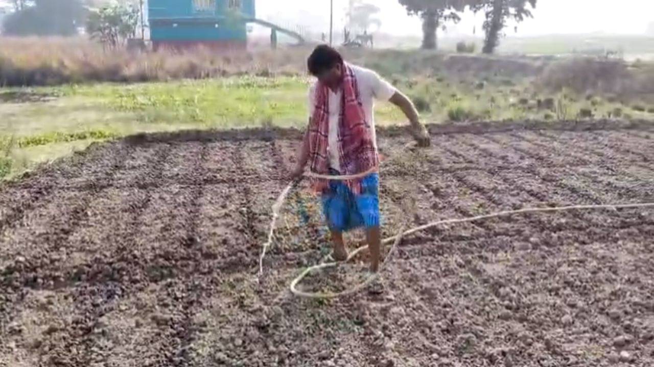 Ghatal News: পরনে লুঙ্গি-গেঞ্জি পরে আলু চাষে ব্যস্ত BJP বিধায়ক, TMC বলল, নাটক