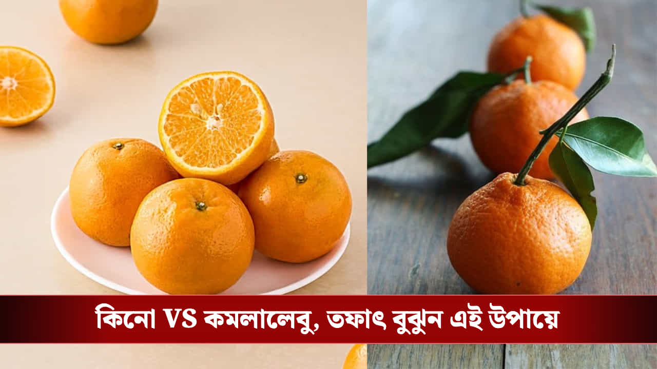 Kinnow vs Orange: কমলালেবু ভেবে যেটা খাচ্ছেন, সেটা আসল তো? মার্কেটে কেনার সময় খেয়াল রাখুন Kinnow vs Orange: কমলালেবু ভেবে যেটা খাচ্ছেন, সেটা আসল তো? মার্কেটে কেনার সময় খেয়াল রাখুন