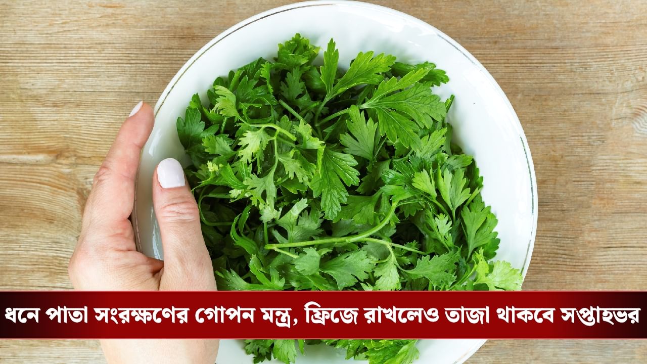 Coriander Leaves: ফ্রিজে রাখার পরেও ধনে পাতা হলুদ হয়ে যায়? কোথায় ভুল হচ্ছে, জেনে নিন