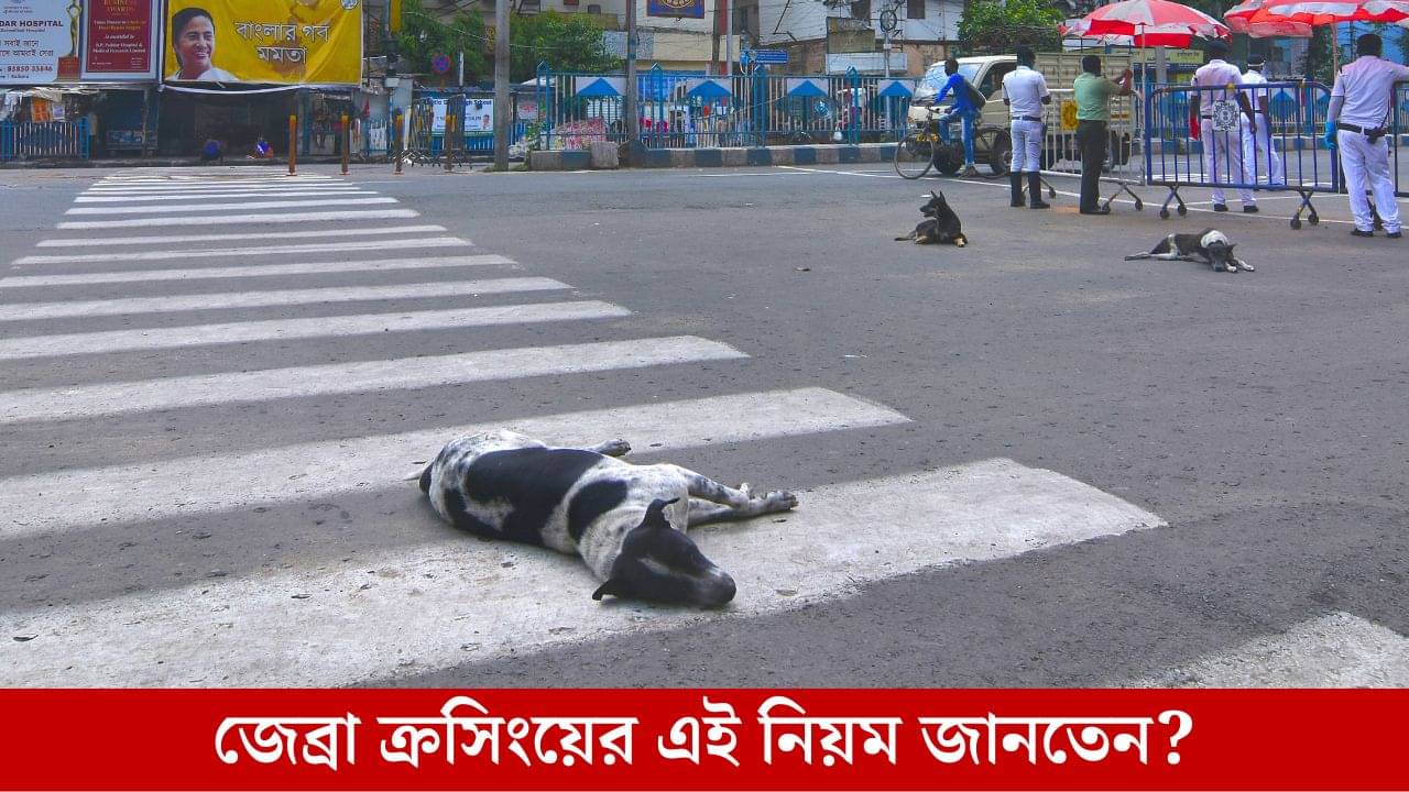 Road Safety: জেব্রা ক্রসিংয়ে গাড়ি দুর্ঘটনা ঘটলে কী সুবিধা পাবেন পথচারী?