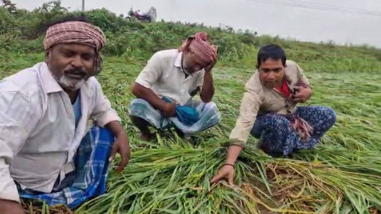 Malda News: সরকার পাশে দাঁড়াক, নয়ত আত্মহত্যা করতে হবে, আমাদের সব শেষ-শেষ-শেষ