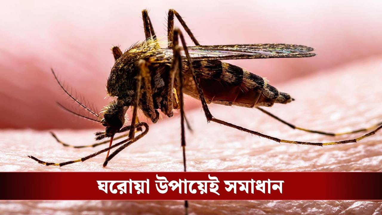 স্প্রে, সূর্যালোক, কয়েল এড়িয়ে চলুন, এখন এই টিপস দিয়ে মশা তাড়ান