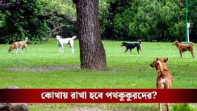 ৮ সপ্তাহের মধ্যে পথকুকুরদের সরানোর নির্দেশ সুপ্রিম কোর্টের