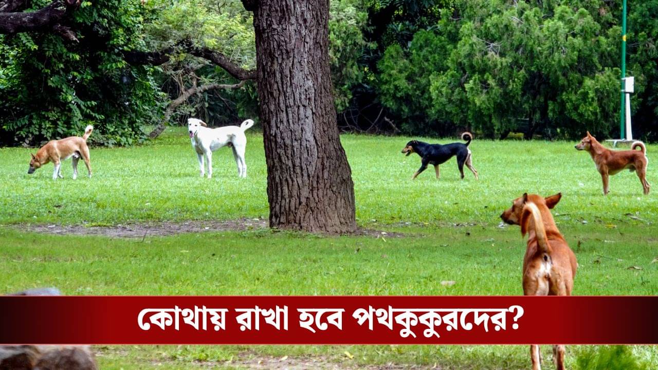 Supreme Court: এক জায়গায় যেন আর ছাড়া না হয়, ৮ সপ্তাহের মধ্যে পথকুকুরদের সরানোর নির্দেশ সুপ্রিম কোর্টের