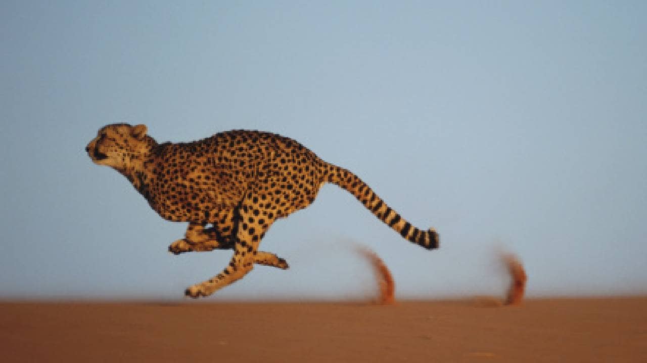 Project Cheetah: নতুন বছরের উপহার, বতসোয়ানা থেকে তেজী প্রাণ আনছে ভারত
