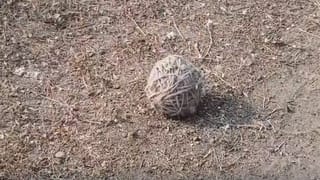 স্কুলের সামনে বোমা, কোথা থেকে এল?