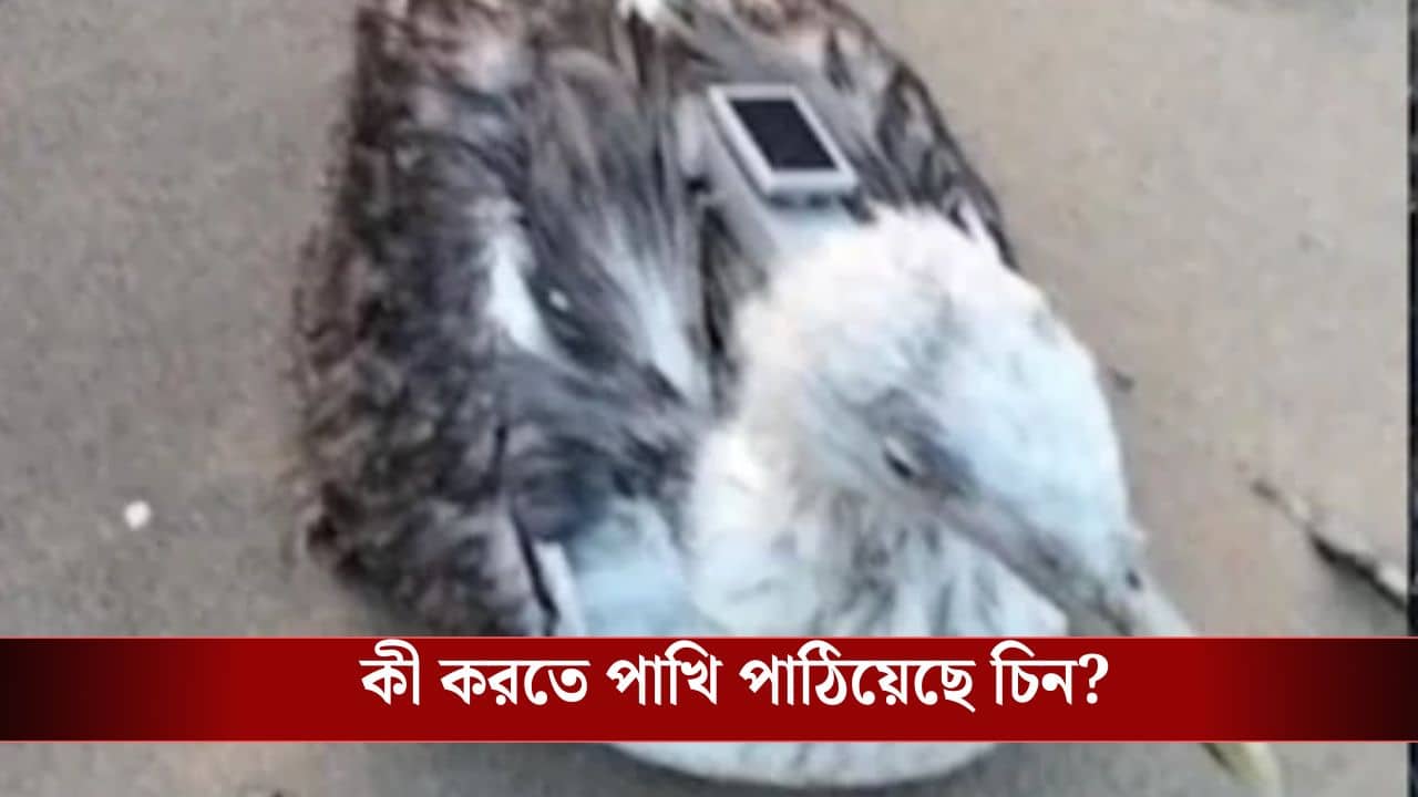 Seagull Fitted with GPS: গায়ে GPS ফিট করা, ভারতে পাখি পাঠাচ্ছে চিন! কী উদ্দেশ্য ওদের?