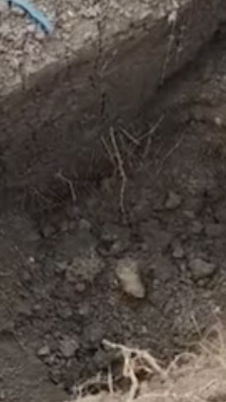 কবর থেকে উধাও দেহ! তারপর যা ঘটল তা ভিডিয়োতেই দেখে নিন