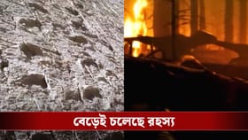 খাড়া দেওয়াল দিয়েও উঠত ডাইনোসররা? রহস্য বাড়ছে নতুন খোঁজে