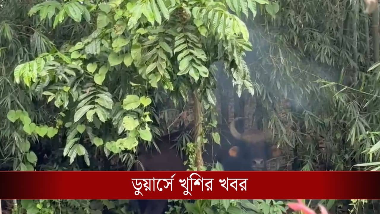 Jalpaiguri: আলো করে এল সে, নতুন বছরের শুরুতেই ডুয়ার্সে খুশির খবর