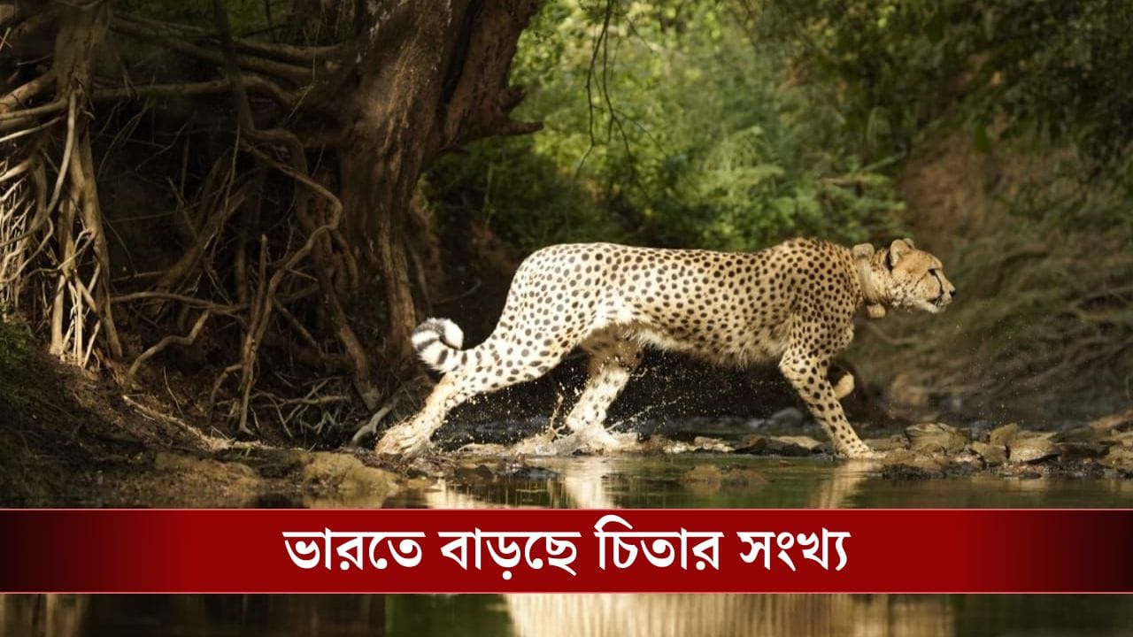 Cheetah In India: ভারতে হু হু করে বৃদ্ধি পাচ্ছে চিতার সংখ্যা, ফিরছে বাস্তুতান্ত্রিক বৈচিত্র!