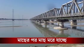 বোয়াল-আড়ের মতো লক্ষ-লক্ষ মাছ মরে ভেসে উঠছে নদীতে, কী হচ্ছে বাংলায়?