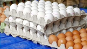 একটা ডিমের দামই সাড়ে ৮ টাকা, সব্জী-মশলা-জ্বালানির টাকা কই! তুমুল বিক্