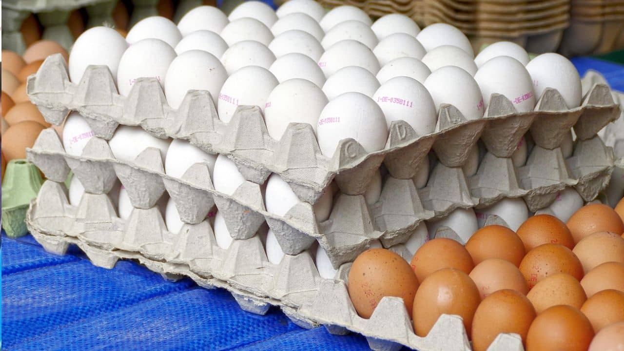 Bankura: একটা ডিমের দামই সাড়ে ৮ টাকা, সবজি-মশলা-জ্বালানির টাকা কই! তুমুল বিক্ষোভ