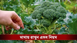 এবার ঘরের টবেই ফলবে পুষ্টিকর ব্রোকলি! জেনে নিন মাটি তৈরির সহজ কৌশল