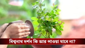 2৫ ডিসেম্বর কেন তুলসী গাছকে পুজো করবেন?