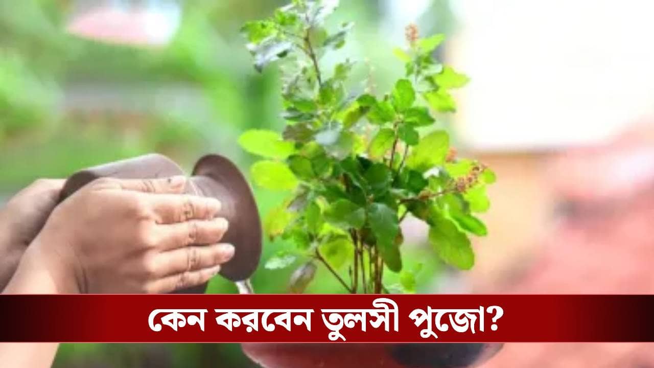 ২৫ডিসেম্বর কেন তুলসী গাছকে পুজো করবেন? এর নেপথ্যে রয়েছে কোন বিশ্বাস?
