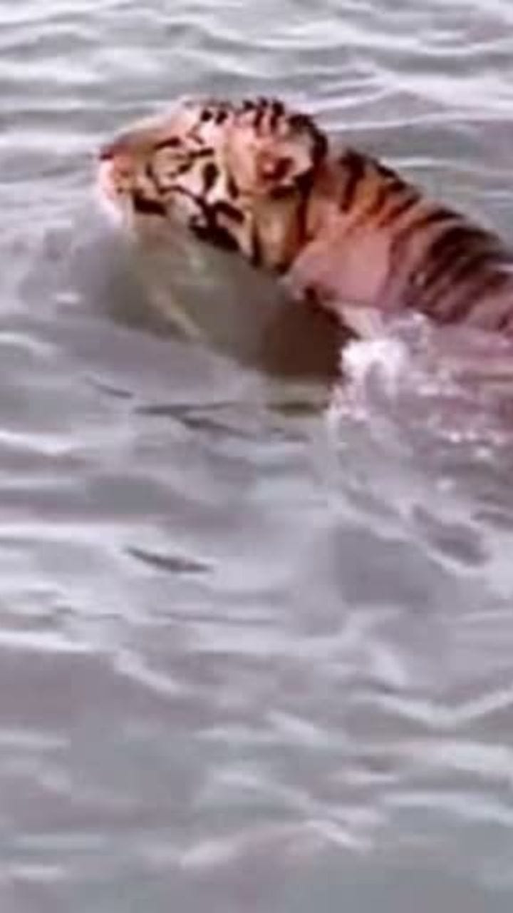 সুন্দরবনে বাঘ দর্শন! হেঁটে এসে জল খেল, দেখুন ভিডিয়ো