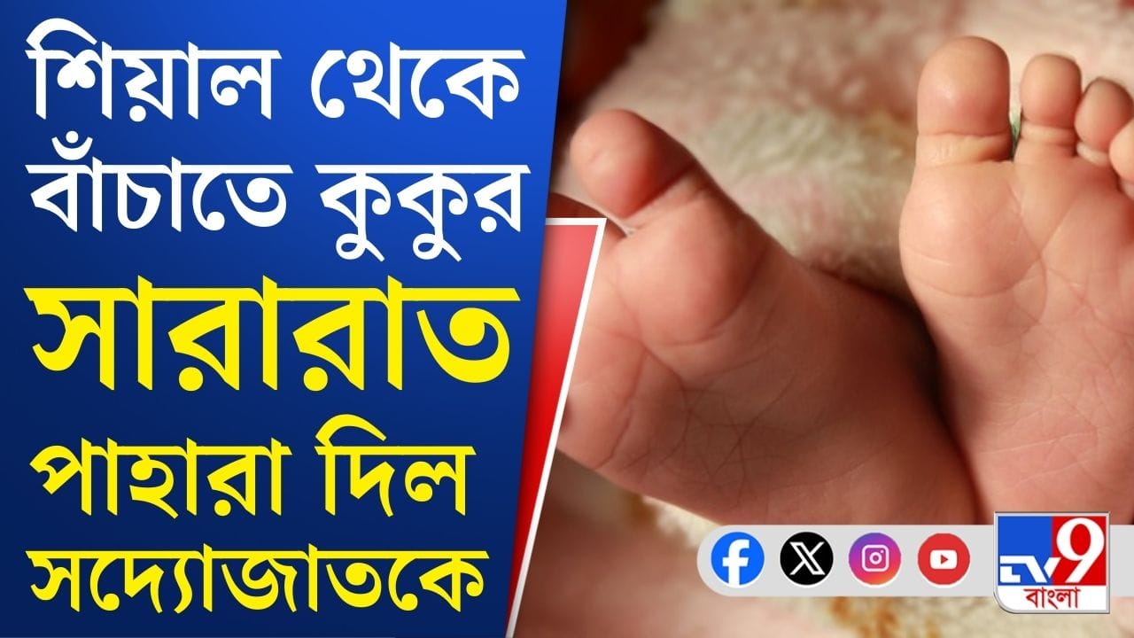 Nadia: শৌচালয়ের পাশে পড়ে থাকা সদ্যোজাতকে সারারাত পাহারা দিল পাড়ার কুকুররা! Nadia: শৌচালয়ের পাশে পড়ে থাকা সদ্যোজাতকে সারারাত পাহারা দিল পাড়ার কুকুররা!