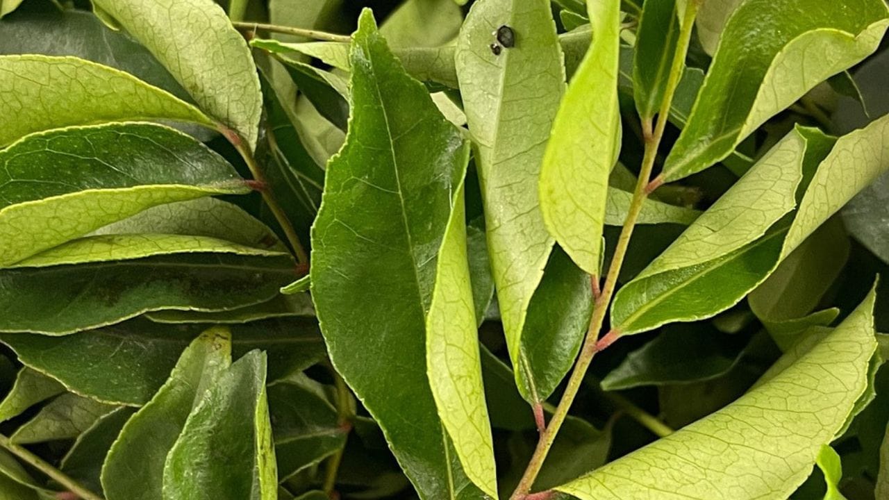 সবথেকে ঘনঘন অর্ডার হয়েছে কারিপাতা, দই, ডিম, দুধ ও কলা। কোচিতে এক ব্যবহারকারী সারা বছরে ৩৬৮ বার কারি পাতা অর্ডার করেছেন।