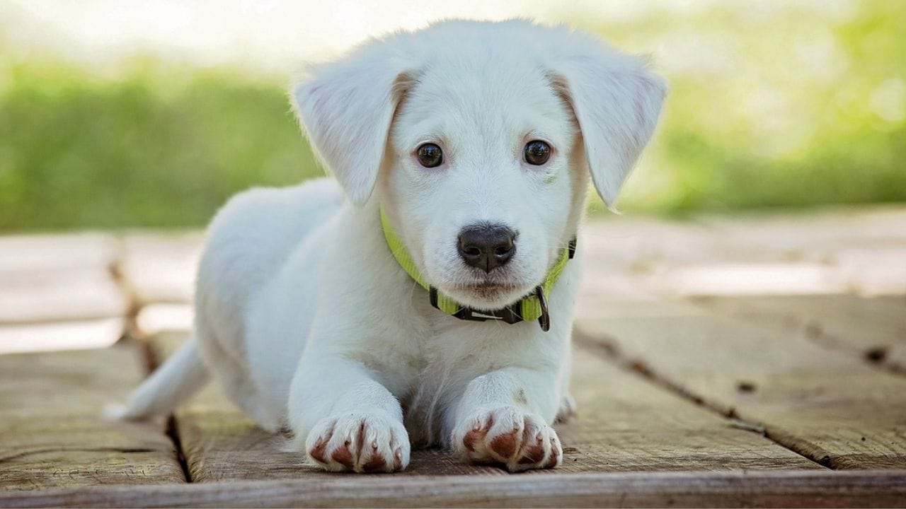 চেন্নাইয়ের এক ব্যবহারকারী পোষ্যের খাবার ও অন্যান্য জিনিস কিনতেই ২ লক্ষ ৪১ হাজার টাকা খরচ করেছেন।