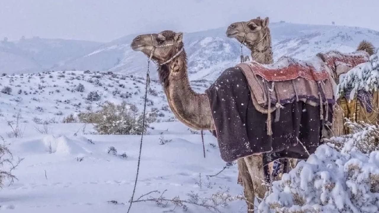 Snowfall in Saudi Arabia: বরফে ঢেকেছে মরুরাজ্য! তেলের দেশে এ কেমন প্রকৃতির খেলা?