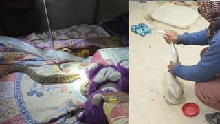 Snake: ভয়ঙ্কর ঠান্ডায় সারারাত লেপের তলায় আস্ত চন্দ্রবোড়া, সকালে সাপের ডাকেই ঘুম ভাঙল শ্যামসুন্দরের