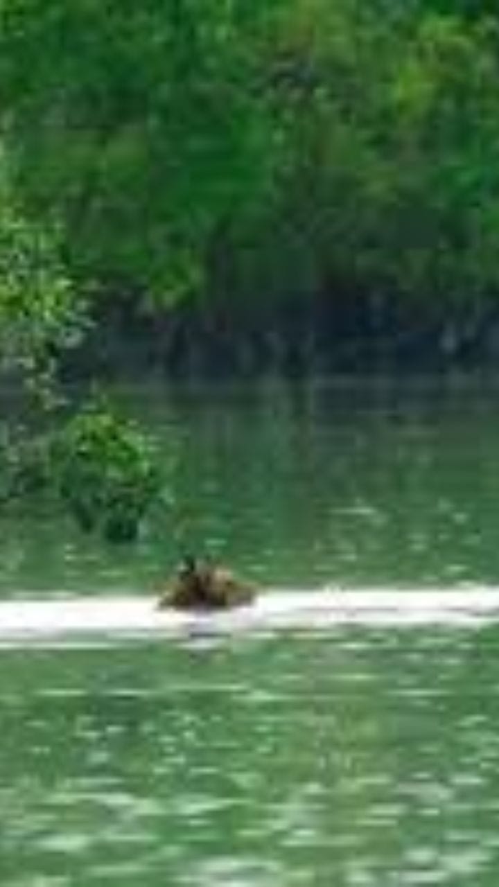 সুন্দরবনের নদীতে বাঘের সাঁতার! দেখুন ভিডিয়ো