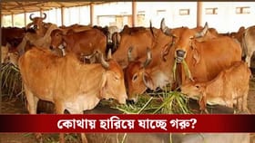 পরপর বাড়ি থেকে গরু 'মিসিং'! কাজ করছে বিরাট গ্যাং, বারাসতে ধুন্ধুমার