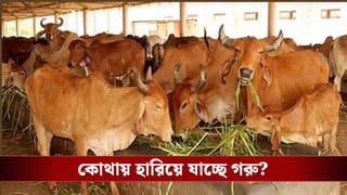 Barasat: পরপর বাড়ি থেকে গরু ‘মিসিং’, কাজ করছে বিরাট গ্যাং, খুঁজতে গিয়ে যা জানা গেল…