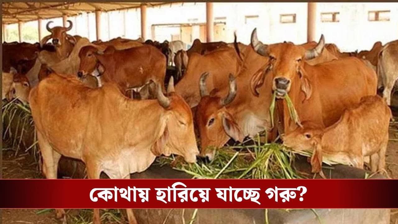Barasat: পরপর বাড়ি থেকে গরু মিসিং, কাজ করছে বিরাট গ্যাং, খুঁজতে গিয়ে যা জানা গেল...