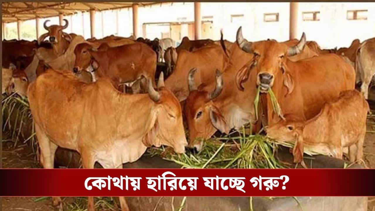 Barasat: পরপর বাড়ি থেকে গরু 'মিসিং', কাজ করছে বিরাট গ্যাং, খুঁজতে গিয়ে যা জানা গেল... Barasat: পরপর বাড়ি থেকে গরু 'মিসিং', কাজ করছে বিরাট গ্যাং, খুঁজতে গিয়ে যা জানা গেল...