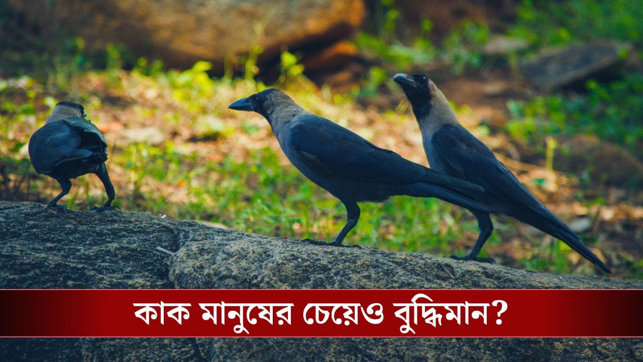 Crow Rocks Intelligent Corvus Intelligence: প্রফেসর শঙ্কুর কর্ভাসকে মনে আছে! সত্যিই মানুষের ...