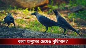 প্রফেসর শঙ্কুর কর্ভাস, মনে আছে! সত্যিই মানুষের চেয়ে কাকের বুদ্ধি বেশি?