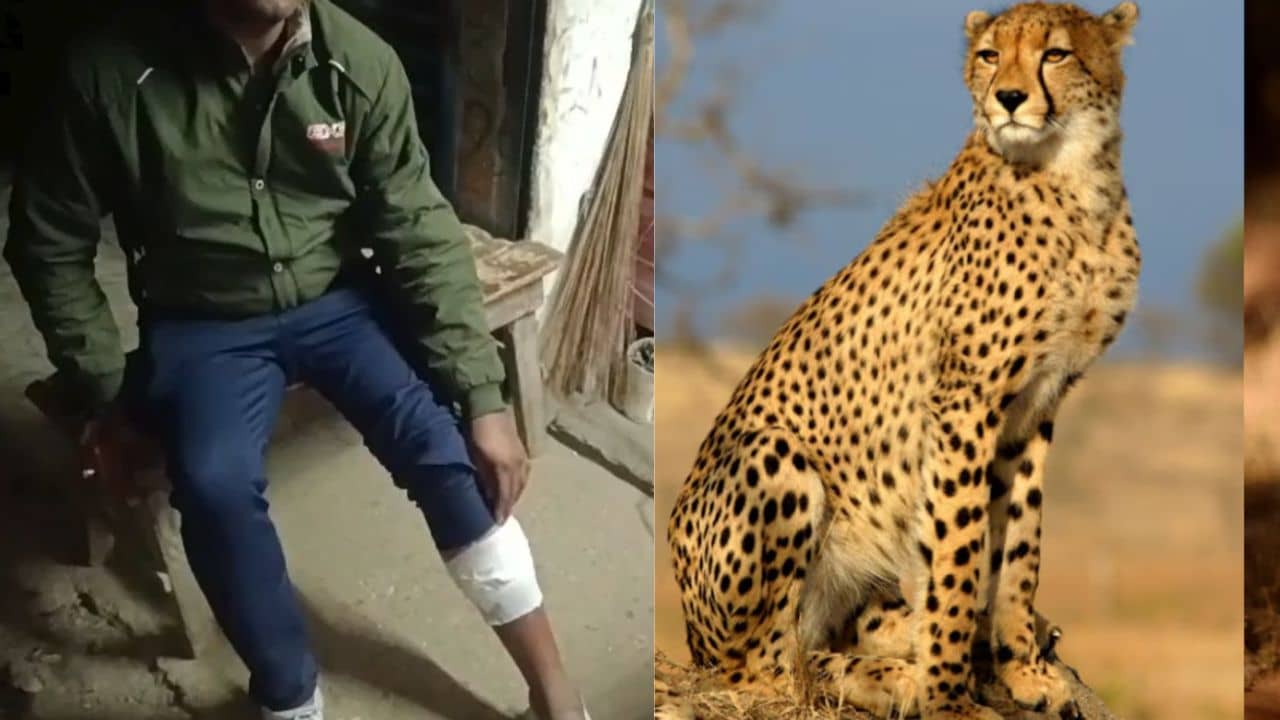 পায়ের কাছে চিতাবাঘ, দেখেও বাইক থামালেন না, সিনেমার কায়দায় বাঁচলেন যুবক