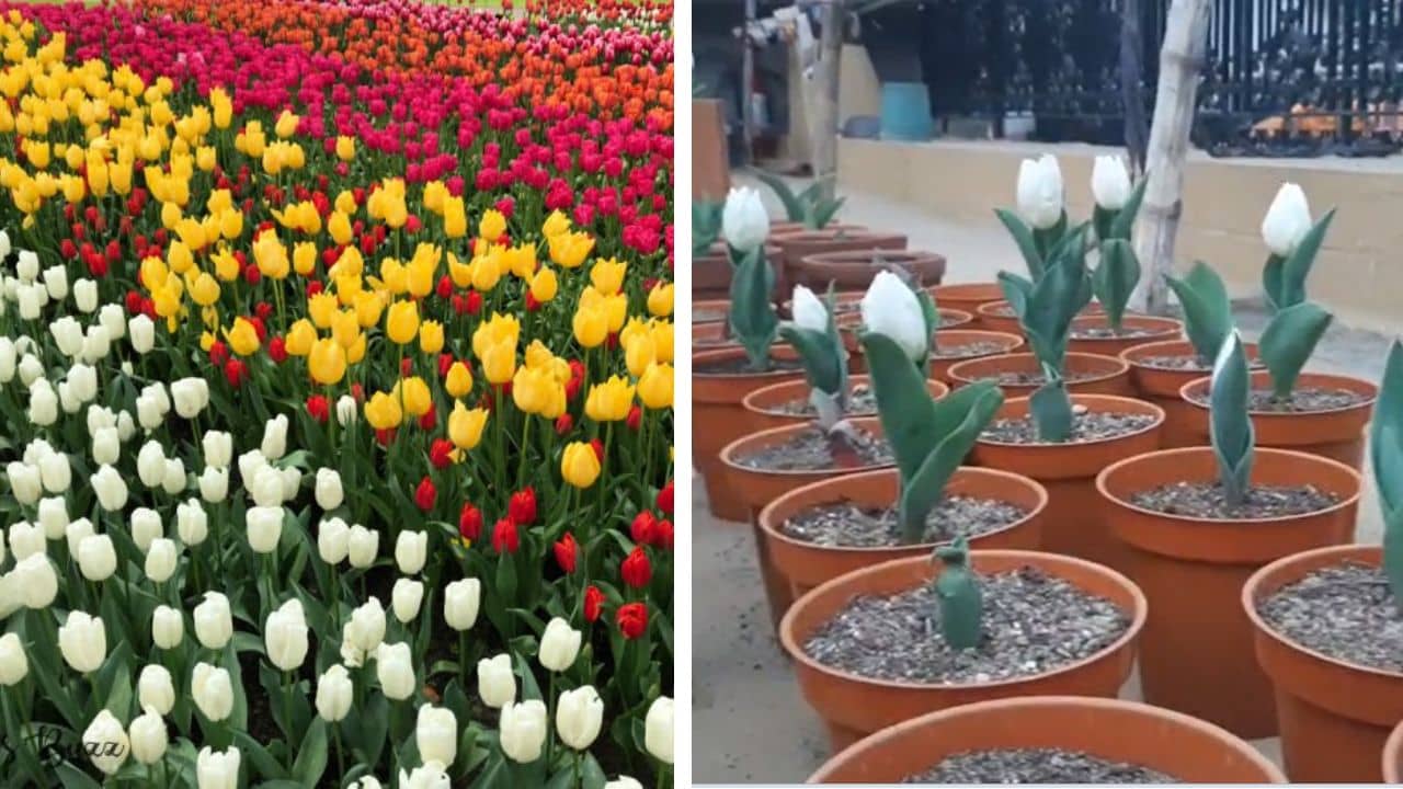 Nadia Flower: নদিয়ায় ফুটছে নেদারল্যান্ডসের ফুল, তাজ্জব বাসিন্দারা