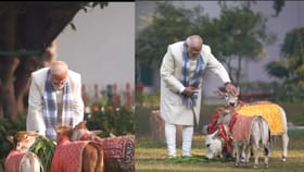 মকর সংক্রান্তিতে ধরে রাখলেন ধারা, নিজের বাসভবনে গরুদের খাওয়ালেন মোদী