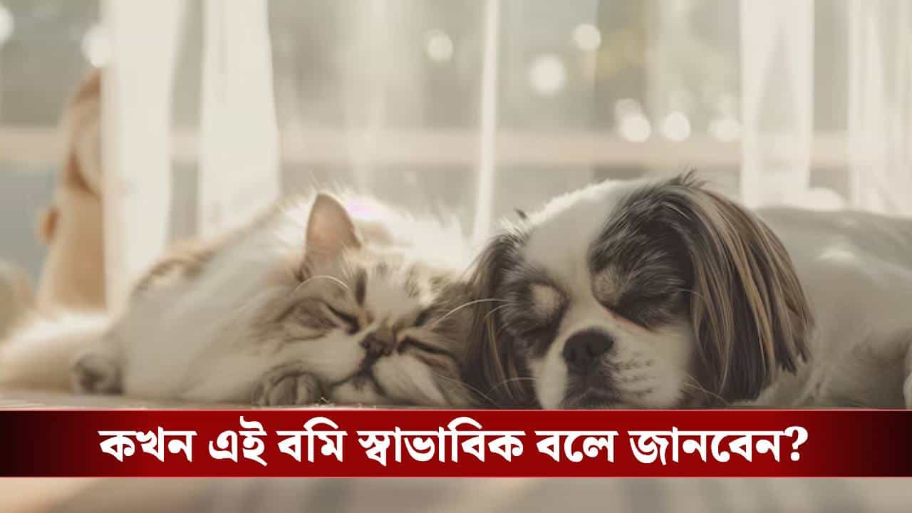 পোষ্য বার বার বমি করছে? বড় কোনও রোগের ইঙ্গিত নয় তো! পোষ্য বার বার বমি করছে? বড় কোনও রোগের ইঙ্গিত নয় তো!