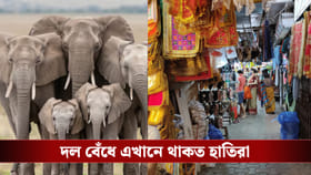 আপনি যেখানে কেনাকাটা করেন, সেখানে একদিন থাকত রাজকীয় হাতি!