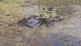 ডোবাতে ঝুঁকেছিলেন সকলে, কিন্তু তা বলে এই দেখতে হবে ভাবেননি কেউ